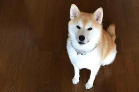 柴犬秋天掉毛多久会长好