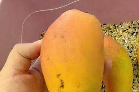 芒果1小时催熟的方法