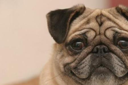 巴哥犬为什么不建议养在家里
