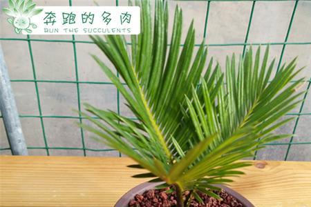 盆景苏铁树做菜板有毒吗