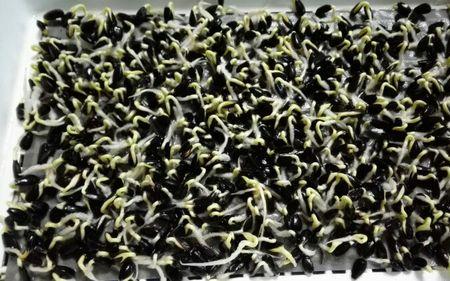 油葵死苗是什么原因