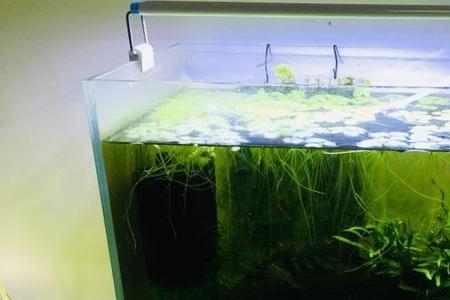 底砂过滤适合养水晶虾吗