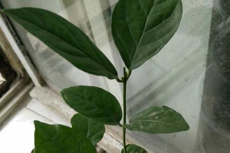 四季茉莉花种子发芽过程