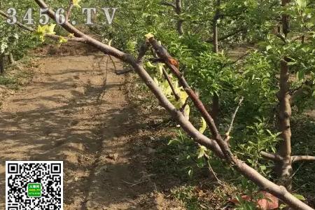蛋黄果树大量落叶是啥原因