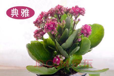 长寿花可以一直水培吗