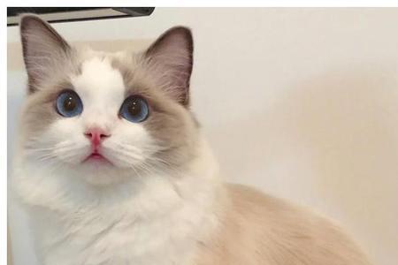 为何布偶猫越养越凶