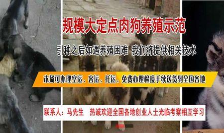 肉狗养殖需要哪些证件