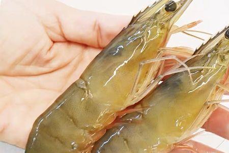 南极磷虾和海虾区别