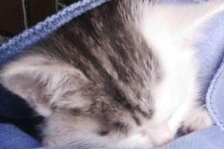 一个多月大的奶猫可以吃猪肉吗