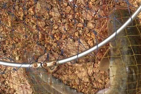 水温10度可以钓到鲶鱼吗