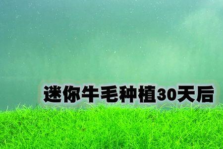 牛毛和迷你牛毛哪个好养