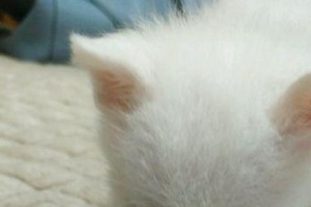 救猫咪生命有什么讲究
