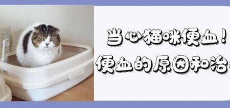 猫咪为什么不该大便