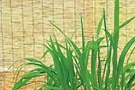余秀华的麦子和稗子的区别