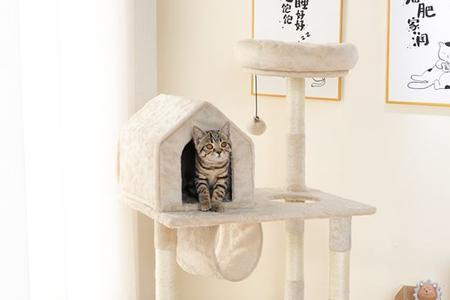 新买的猫爬架猫咪为啥不玩