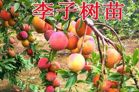 庭院小型果树推荐