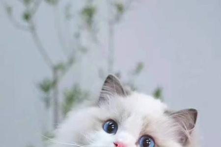 梵色猫为什么是万能色