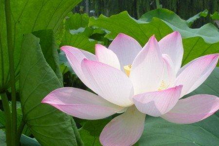 荷花从哪里长出来的