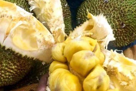 为什么榴莲蜜会在冬季结果