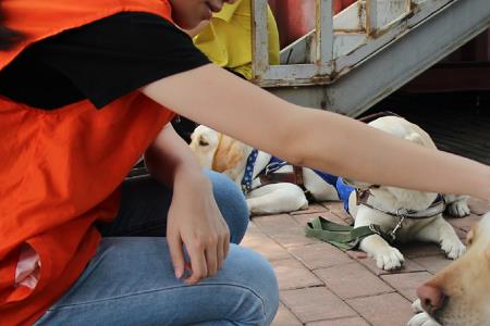 导盲犬遇到恶犬攻击会如何处理