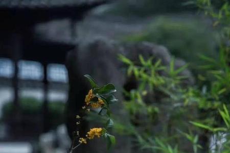 君子尚拙是什么意思