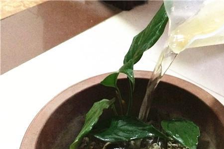 一星期养花几次水