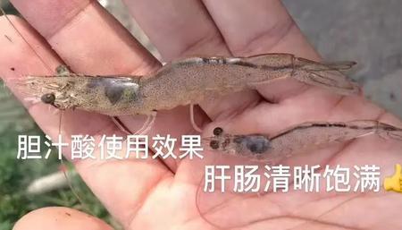 投喂水灵兽的最佳方法