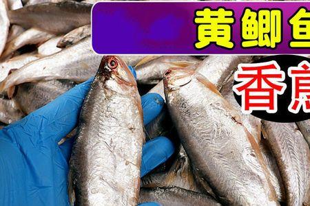 黄鲫子鱼是海鱼吗