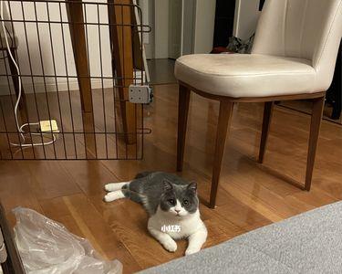 生猛活虎是什么意思