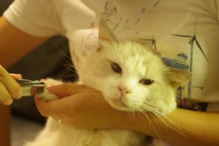 猫咪怀孕以后能不能剪指甲