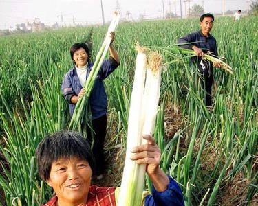 天津地区大葱种植时间和方法