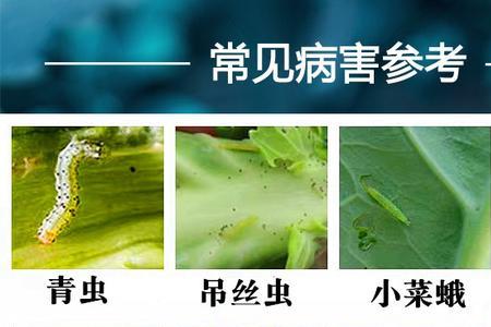 蛾螨哪里来的