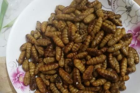 中华蜜蜂蜂蛹的做法大全