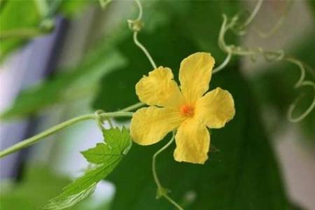 苦瓜全是雄花怎么办