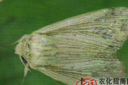 厨房的黏虫从哪里来