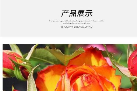 麻吉月季优缺点
