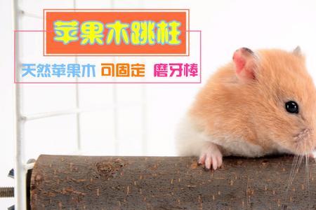两个月的仓鼠可以吃磨牙棒吗