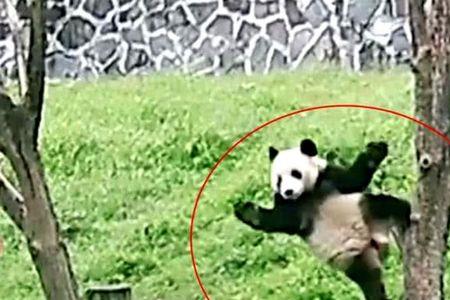 熊猫爬树会不会被摔死