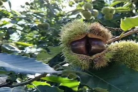 板栗是在几月结果