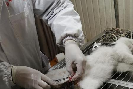 猫咪绝育后毛多久才能长出来