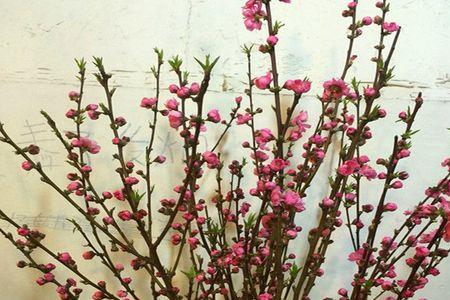 大量鲜桃花如何保存