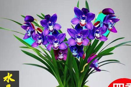 浓香型兰花是什么时候开花