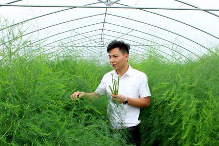 芦笋在盆中种植一年后再移苗
