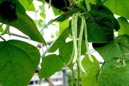 早春露天四季豆育苗种植时间