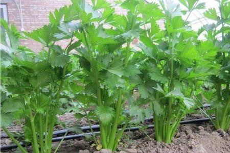 10份中旬种芹菜年边可以吃吗
