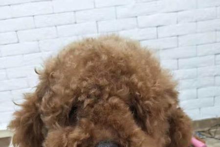 泰迪以前是干什么的