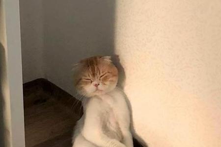猫咪可以关猫包一整夜吗