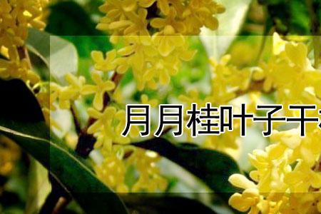 月月桂的叶子是香叶吗