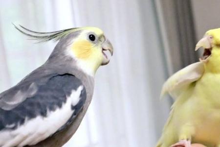 小鹦鹉好养吗