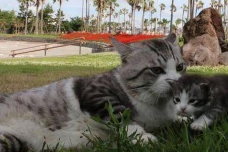 猫咪的爸爸可以有几个